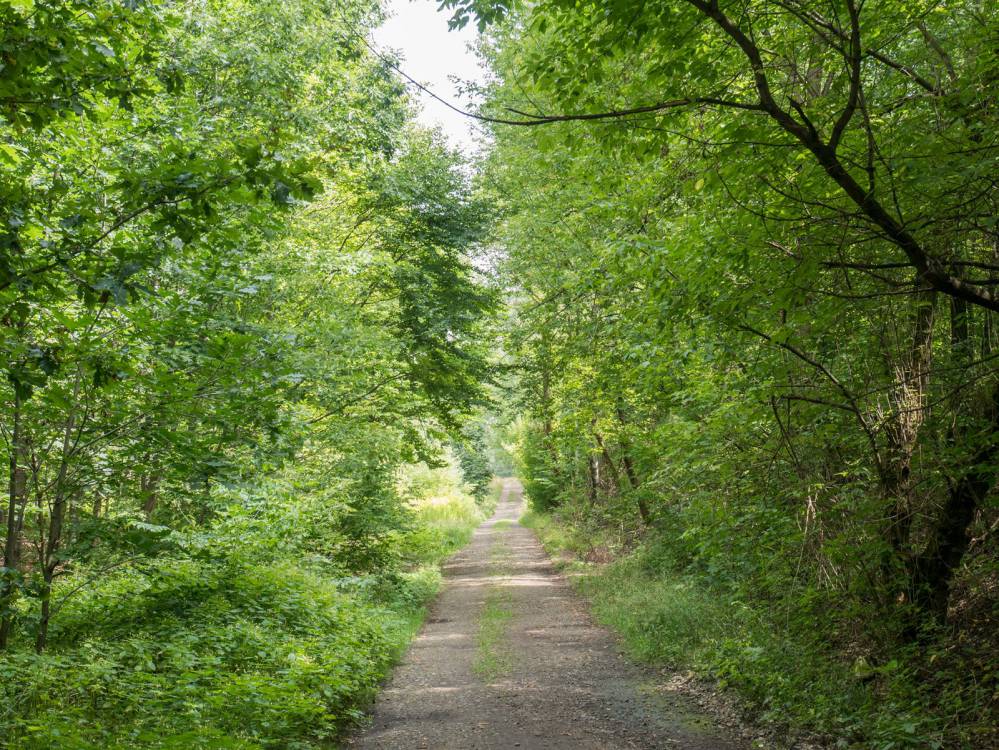 Szlak Lasu Zag&oacute;rskiego w Sosnowcu